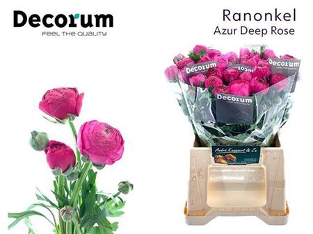 <h4>Ran Aazur Deep Rose</h4>