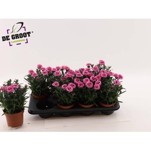 DIAN OSC PINK PURPLE
