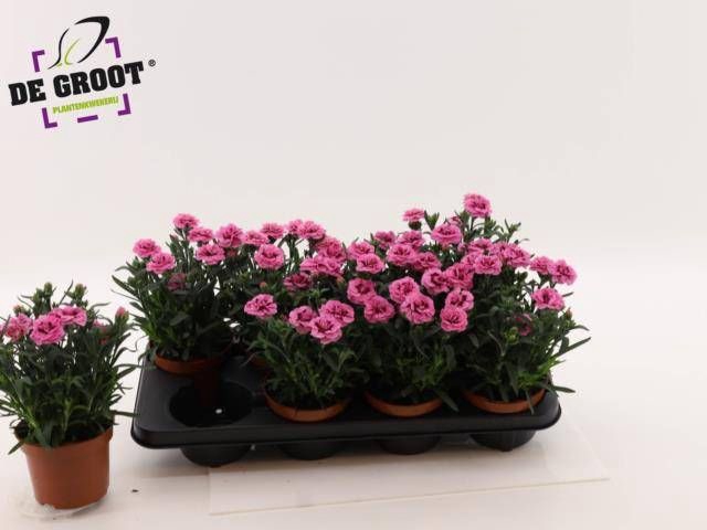 <h4>DIAN OSC PINK PURPLE</h4>