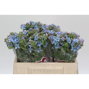 Oxypetalum Tweedia Blue