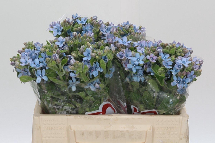 <h4>Oxypetalum Tweedia Blue</h4>