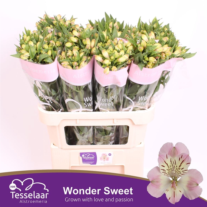 <h4>Alstroemeria Wonder Sweet</h4>