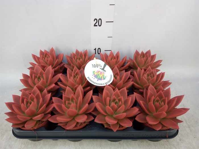 <h4>Echeveria  'Miranda'</h4>