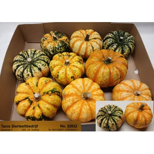 CUCURBITA PEPO