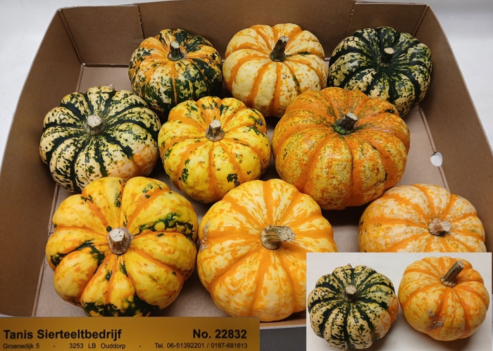 <h4>CUCURBITA PEPO</h4>