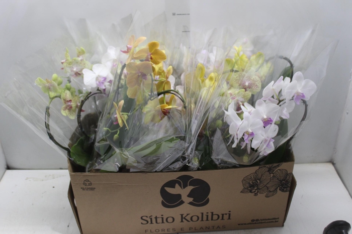 <h4>PHALAENOPSIS CORACAO P12</h4>