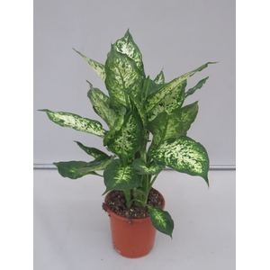 Dieffenbachia Cynthes