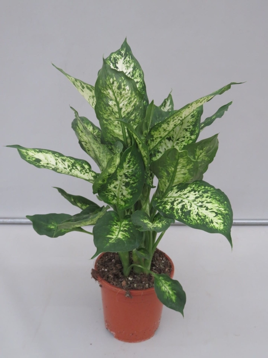 Dieffenbachia Cynthes