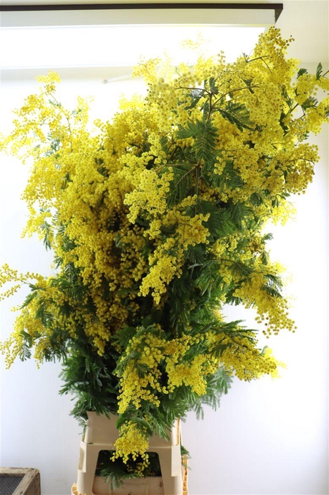Mimosa Long 200cm P Stem