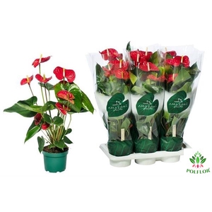 Anthurium Madural 17Ø 65cm 5fl