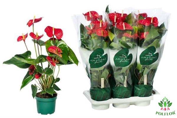 Anthurium Madural 17Ø 65cm 5fl