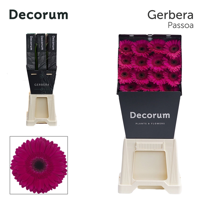 <h4>Gerbera Passoa Diamond</h4>