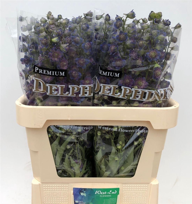 <h4>Delph Du Hl Sweet Sensation</h4>