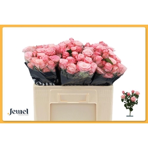 Rosa spray birds nest+