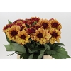 Dahlia Creme de Cognac