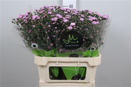 <h4>Aster N-B 'Double Date Pink'</h4>