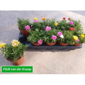PORTULACA HAPPYHOUR MIX P12