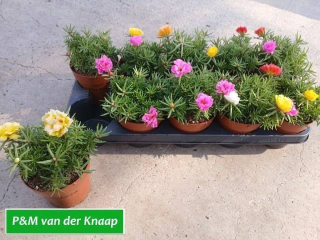 <h4>PORTULACA HAPPYHOUR MIX P12</h4>
