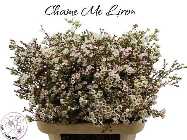 <h4>CHAME MI LIRON</h4>