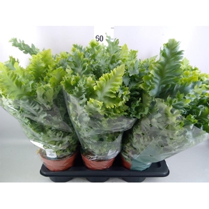 Phlebodium aureum 'Davana'