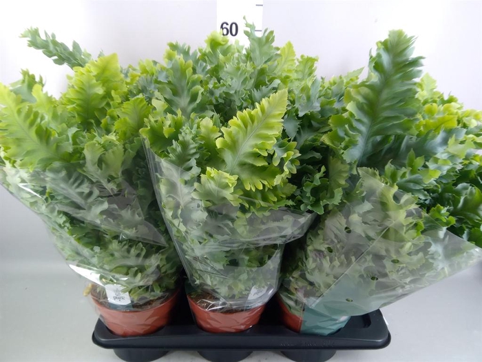 <h4>Phlebodium aureum 'Davana'</h4>