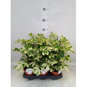 Schefflera arbor. 'Charlotte'