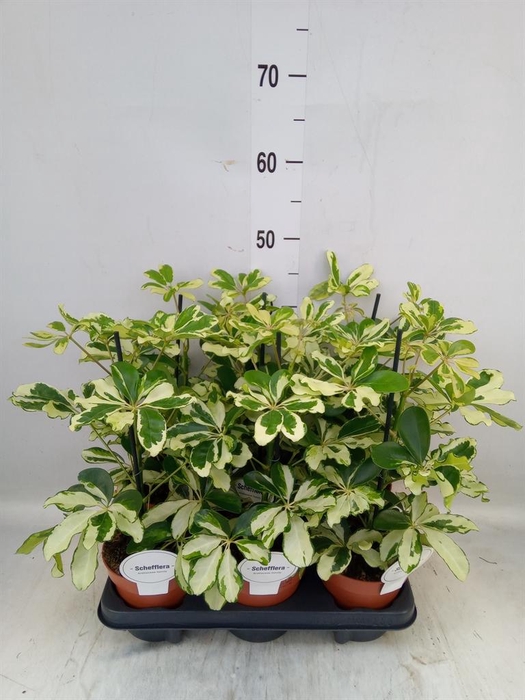 <h4>Schefflera arbor. 'Charlotte'</h4>