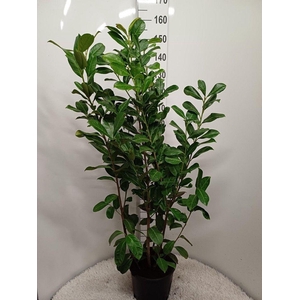 Prunus laurocerasus 'Rotundifolia' P32 potgedrukt