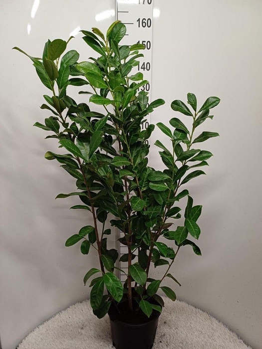 <h4>Prunus laurocerasus 'Rotundifolia' P32 potgedrukt</h4>