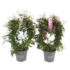 Jasminum overig boog Bogen Mix