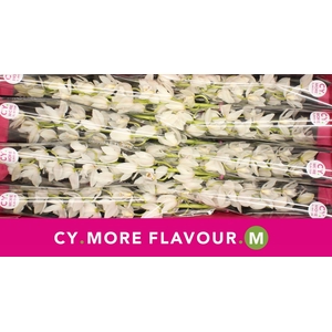 Mini cymbidium 'Sue' 70 cm