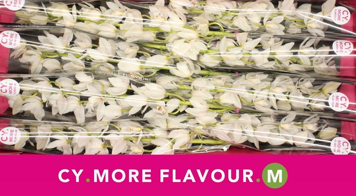 <h4>Mini cymbidium 'Sue' 70 cm</h4>