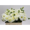 Dahlia White Cap