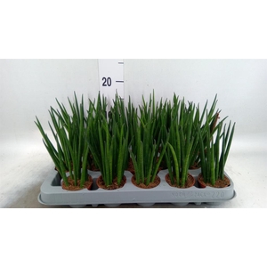 Sansevieria bacularis