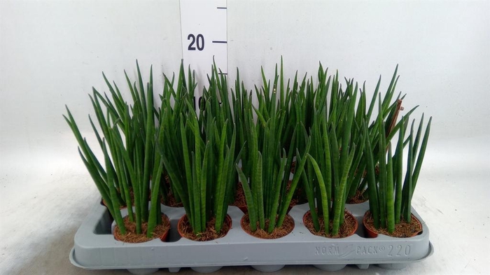 <h4>Sansevieria bacularis</h4>