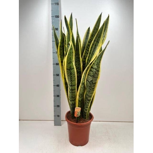Sansevieria trifasciata Laurentii 24Ø 100cm