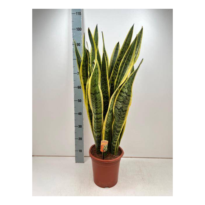 <h4>Sansevieria trifasciata Laurentii 24Ø 100cm</h4>