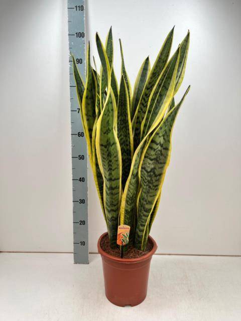 Sansevieria trifasciata Laurentii 24Ø 100cm