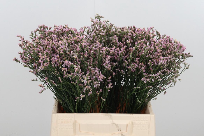 <h4>Lim Sin Blush Dia</h4>