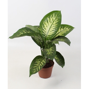 Dieffenbachia Tropic Snow 15 cm