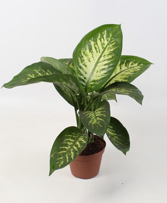 <h4>Dieffenbachia Tropic Snow 15 cm</h4>