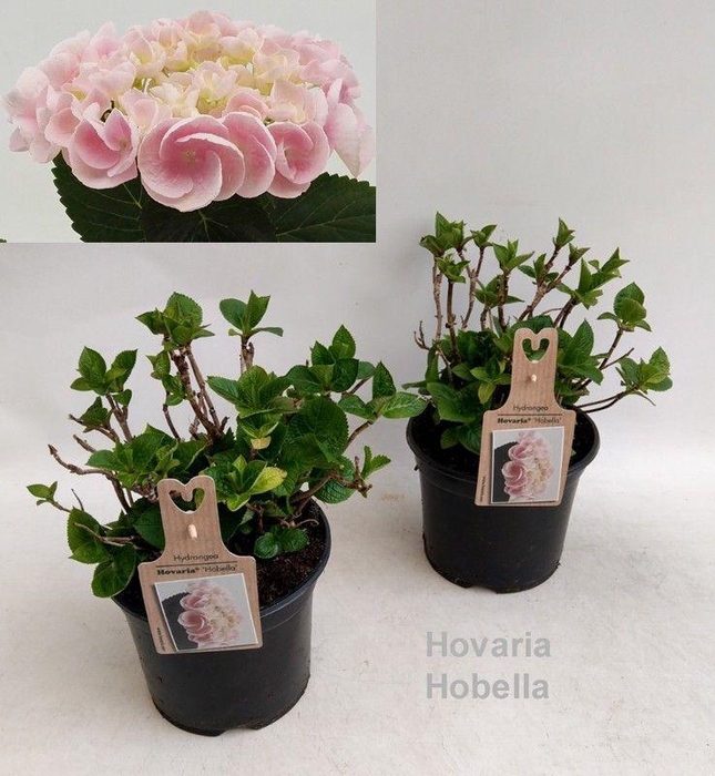 <h4>Hydrangea Hovaria Hobella Garden 19cm</h4>