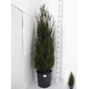 TAXUS BACCATA