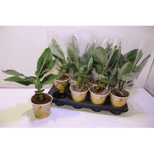 Musa Tropicana