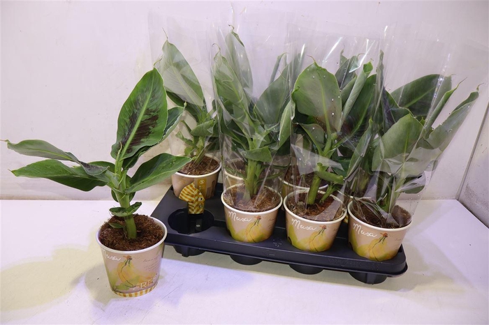 <h4>Musa Tropicana</h4>