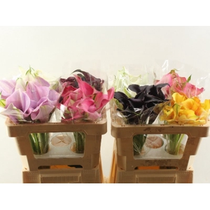 Calla Mix In Bucket Double