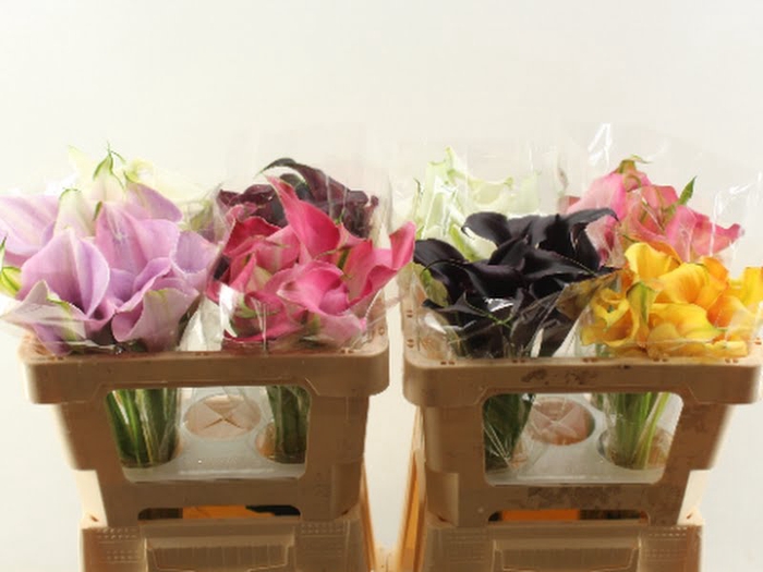 Calla Mix In Bucket Double