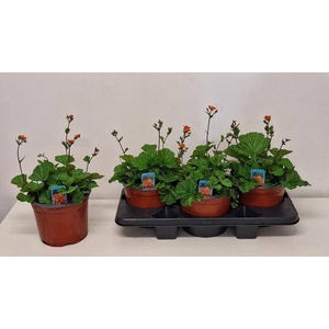 GEUM CO BORISII