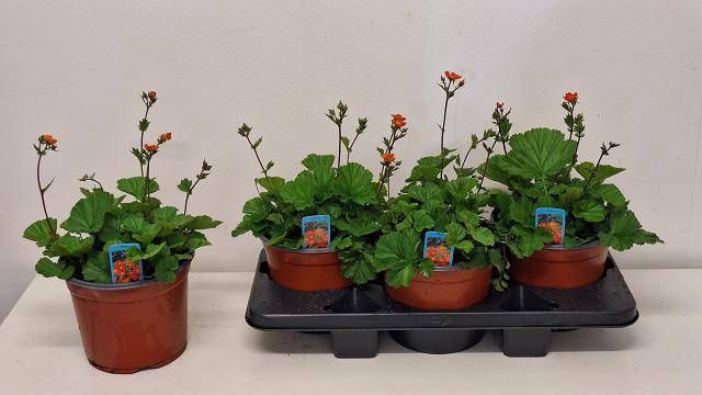 <h4>GEUM CO BORISII</h4>