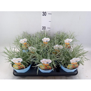 Helichrysum italicum